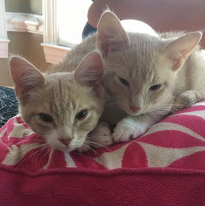 Meet your Posher, Brynn